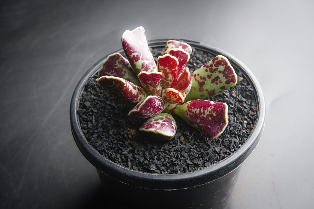 Adromischus