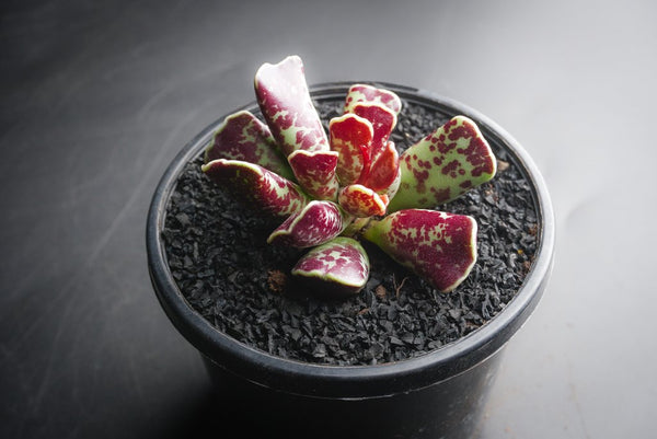 Adromischus