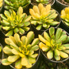 Echeveria pulidonis 'christmas' f. variegata