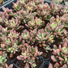Echeveria Manaudes Variegata