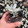 Cotyledon Orbiculata cv. Short Round Leaf variegated