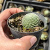Sempervivum ciliosum var. borisii