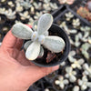 Cotyledon Orbiculata cv. Short Round Leaf variegated