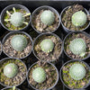 Sempervivum ciliosum var. borisii