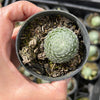 Sempervivum ciliosum var. borisii