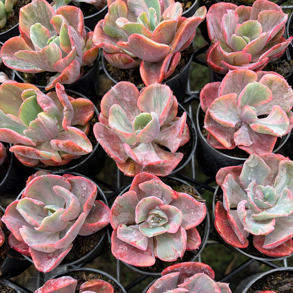 beyonce succulent Echeveria Beyonce Rainbow Variegated – LET LOVE GROW (Succulent & Cactus)