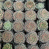 Echeveria Red Wine Queen - Korea Form