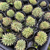 Echeveria agavoides 'Corderoyi' f. cristata (Japanese Form)