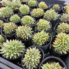 Echeveria agavoides 'Corderoyi' f. cristata (Japanese Form)