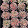 Echeveria Red Wine Queen - Korea Form