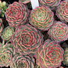 Echeveria Red Wine Queen - Korea Form
