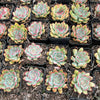 Echeveria poldensis 'Kevin'