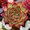 Echeveria 'Sara-Bonnie' | Korea Form