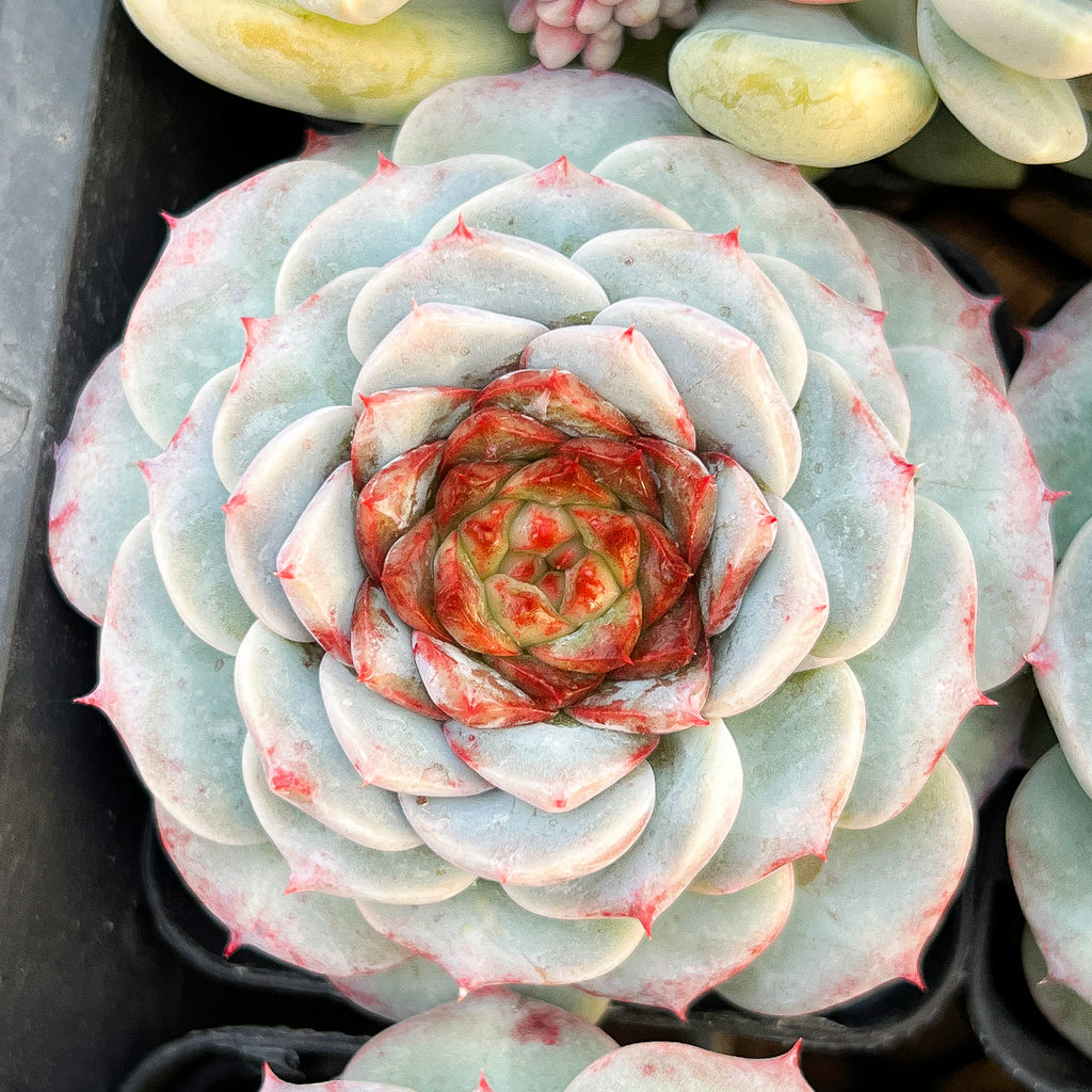 Echeveria 'Red Velvet' - Korea Form
