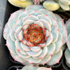 Echeveria 'Red Velvet' - Korea Form