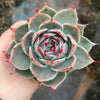 Echeveria 'Jade Star'