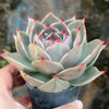 Echeveria 'Jade Star'
