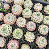 Echeveria 'Peach Queen' - Korea Form