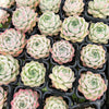Echeveria 'Peach Queen' - Korea Form