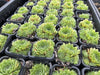 Sempervivum 'Atlanticum' (CLUSTER)