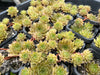 Sempervivum Bernstien (NO PUP)