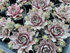 Sempervivum 'Pinkerine'