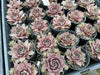 Sempervivum 'Pinkerine'