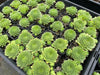 Sempervivum calcareum 'Limelight'