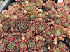Sempervivum 'Ohio Burgundy' (w/pup)