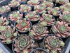 Sempervivum 'Ohio Burgundy' (w/pup)