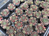 Sempervivum 'Ohio Burgundy' (w/pup)