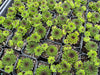 Sempervivum cantabricum 'Reinhardt' (w/pup)