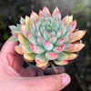 Echeveria 'Mars' Dark Line - KRF