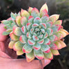 Echeveria 'Mars' Dark Line - KRF