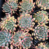 Echeveria 'Mars' Dark Line - KRF