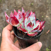 Echeveria Casio Silk Variegata