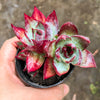 Echeveria Casio Silk Variegata