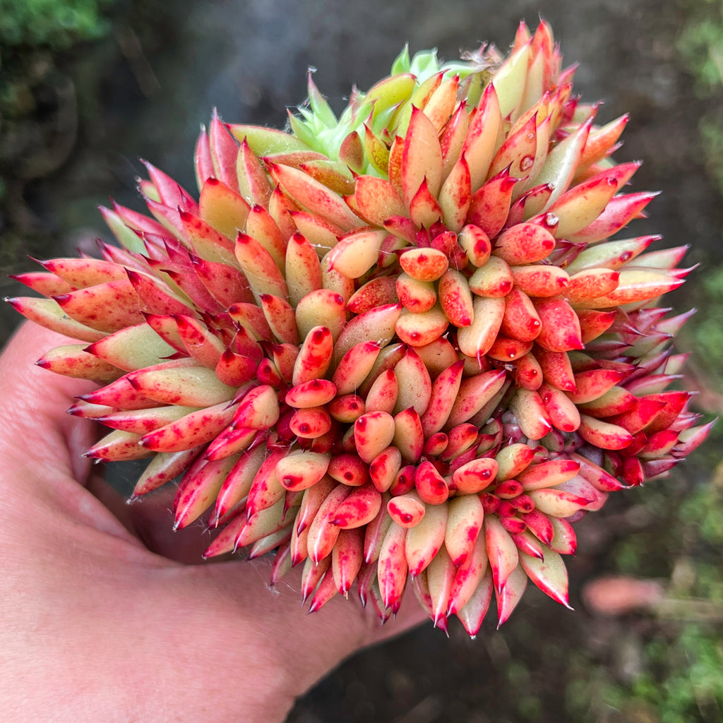 Echeveria agavoides 'Ike Soul' Crest