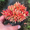 Echeveria agavoides 'Ike Soul' Crest