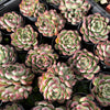 Echeveria Mexican’s Choice