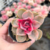 Echeveria Rainbow West
