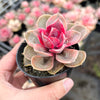 Echeveria Rainbow West