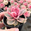 Echeveria Rainbow West