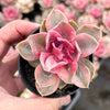 Echeveria Rainbow West