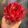 Echeveria Roca