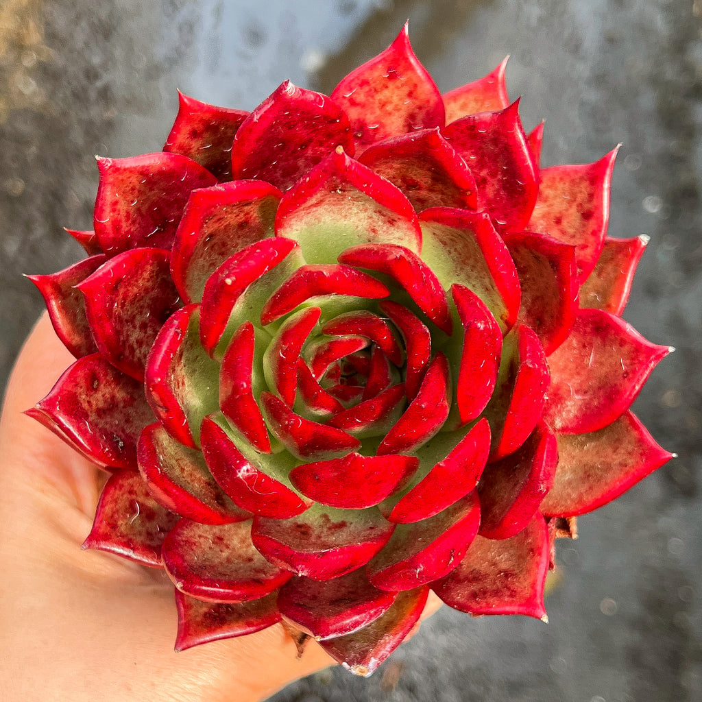 Echeveria Roca