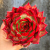 Echeveria Roca