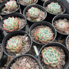Echeveria Pink Crystal