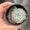 Echeveria Pink Crystal