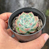 Echeveria Pink Crystal